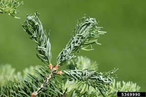 BWA 8 - Needle damage on a balsam fir caused by balsam twig aphid (Mindarus abietinus) can look similar to BWA damage (photo credit: Steven Katovich, Bugwood.org)