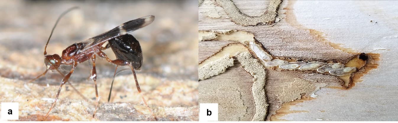 A) Adult Spathius agrili wasp. B) Series of S. agrili pupae within an EAB gallery; these immature wasps consumed the EAB larva (photos: Jian Duan, ARS). Photos are from Duan et al. 2022.