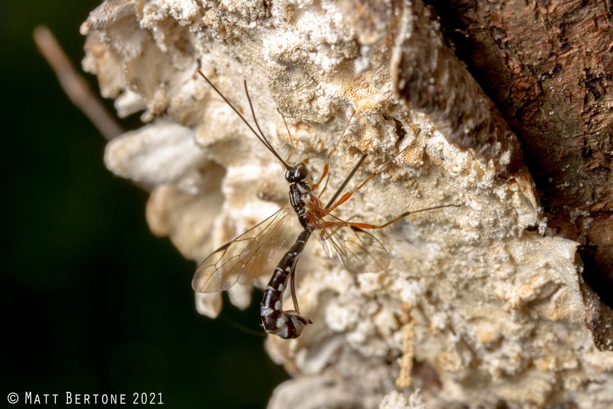 A parasitoid wasp (Rhyssella humida) in the process of inserting its eggs into insect larvae that are feeding within a tree (photo: Matt Bertone)