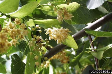 Tilia americana