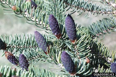 Spruce cones