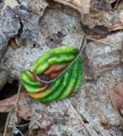 Leaf exhibiting advanced stage of beech leaf disease, M. Pitts.