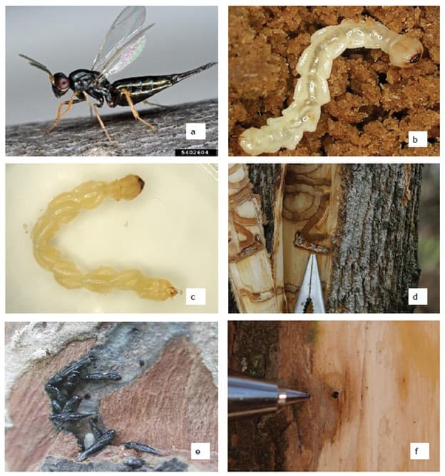 A) Adult T. planipennisi wasp (photo: David Cappaert). B) Young T. planipennisi larvae can be seen developing within an EAB larva (photo: Deborah Miller). C) Mature T. planipennisi larvae feeding on an EAB larva (photo: Houping Liu). D) T. planipennisi larvae emerge from EAB larvae then create cocoons within the EAB gallery (photo: Clifford Sadof). E) Close up of T. planipennisi pupae in an EAB larval gallery (photo by: Houping Liu). F) Hole where T. planipennisi adults emerged from an ash tree (photo: Leah Bauer). All photos from Bauer et al. 2015.