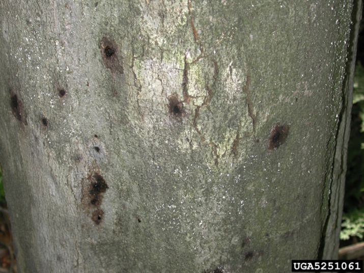 BBD 4 - Heavy beech scale infestation on and American beech tree, seen as a white covering over the bark. (photo credit: Joseph O’Brien; USDA Forest Service)