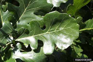 A bur oak leaf