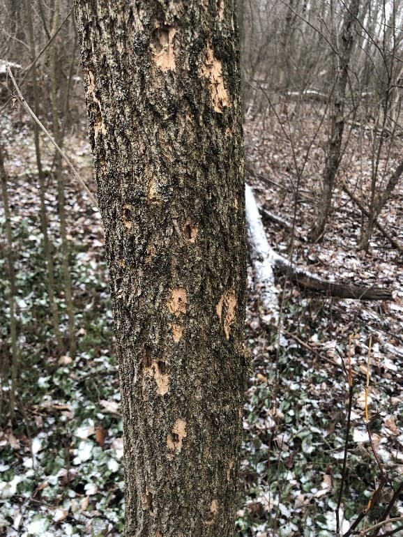 An ash tree that has recently been attacked by woodpeckers. Patches of light-colored bark are locations where woodpeckers have recently peeled away bark to remove EAB larvae.