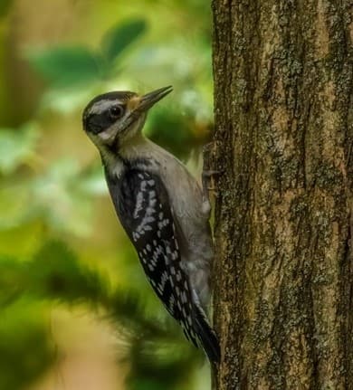 Hairy woodpecker (Picoides villosus)