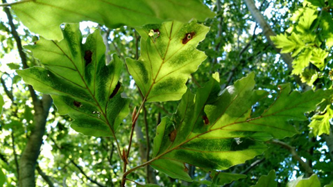 European beech, F. sylvatica rohanii with beech leaf disease by M. Watson