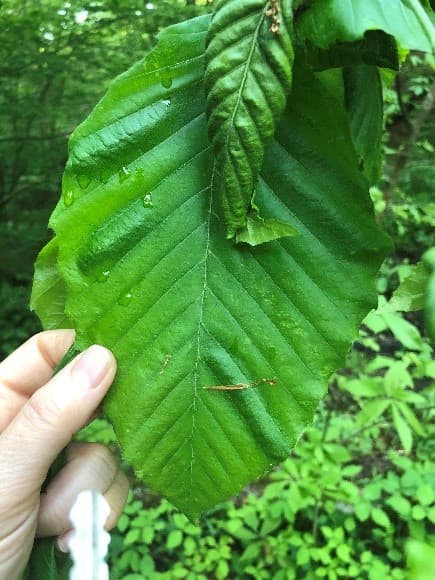 Dark interveinal banding, typical of beech leaf disease, C. Blashka