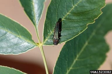 EAB on a leaf