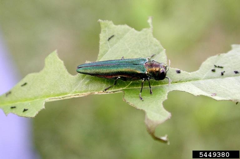 EAB sitting on a leaf