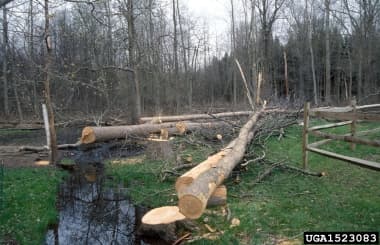 Some trees that have been chopped down