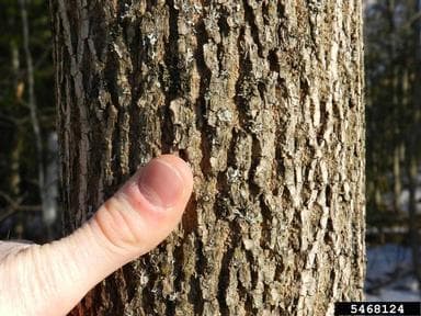 A person holding their thumb up to a tree trunk