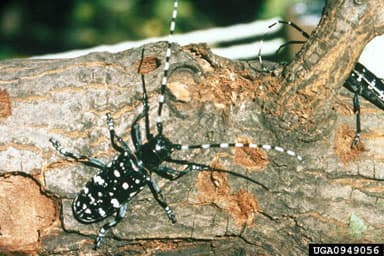 Asian Longhorned Beetle