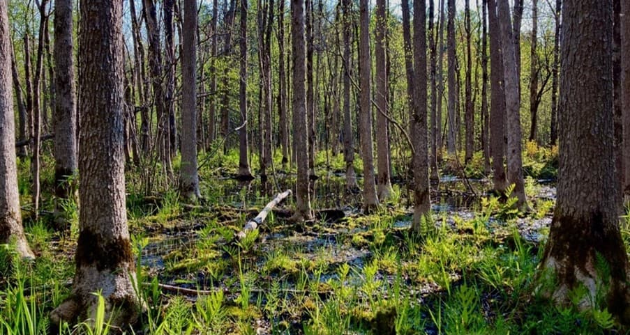 A wet black ash site in early spring