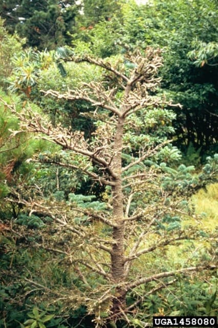 BWA 7 - Dead fraser fir with heavy gouting caused by BWA (photo credit: North Carolina Forest Service)