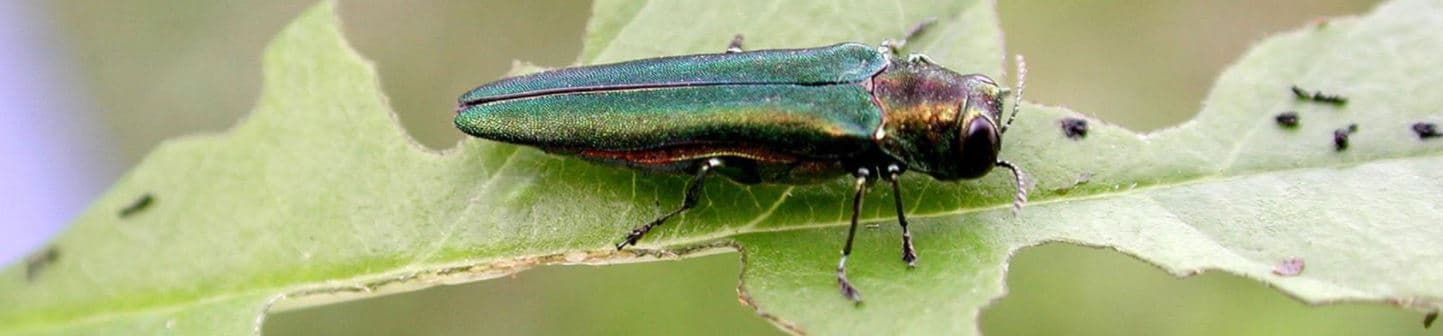 Emerald ash borer sitting on a leaf