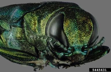 The face of an emerald ashborer