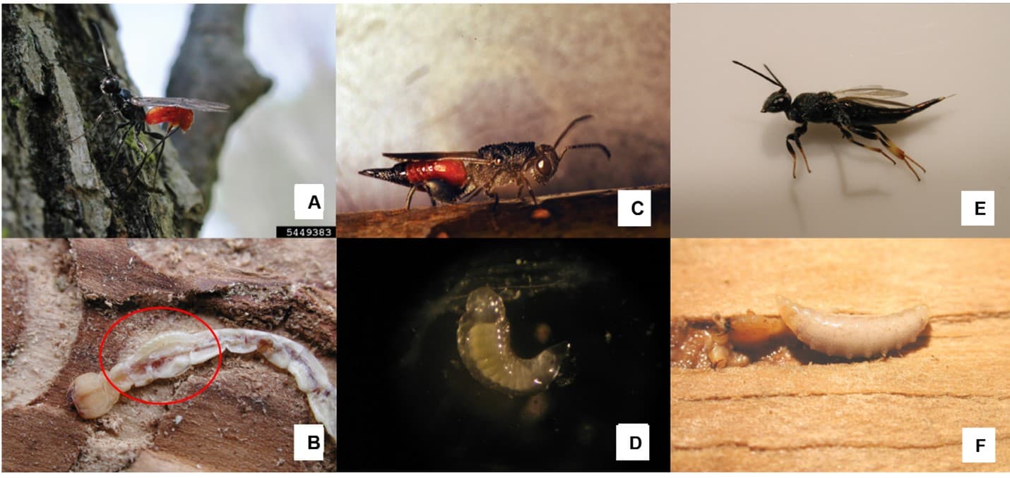 A) Adult Atanycolus wasp inserting its eggs into an EAB larva in ash tree (photo: Houping Liu). B) A small Atanycolus larva (circled in red) feeding on an EAB larva within its gallery (photo: Deborah Miller). C) A Phasgonophora sulcata adult searching for an EAB larva in an ash log (photo: Deborah Miller). D) P. sulcata larva that has been removed from the inside of an EAB larva. E) Balcha indica adult wasp (photo: Houping Liu). F) B. indica larva feeding on an EAB larva in a gallery (photo: Houping Liu). All photos are from Bauer et al. 2015.