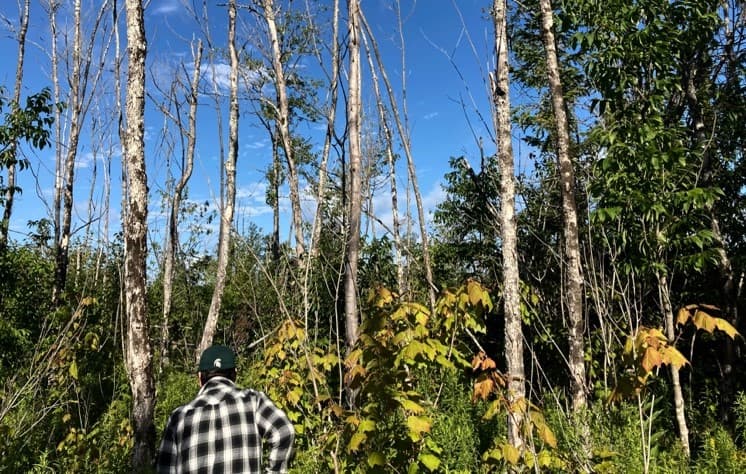 A Michigan State University researcher assessing a black ash site in the southern UP, Michigan