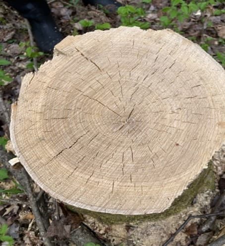 A black ash tree that exhibits proper growth for basketry, recently cut for basket making