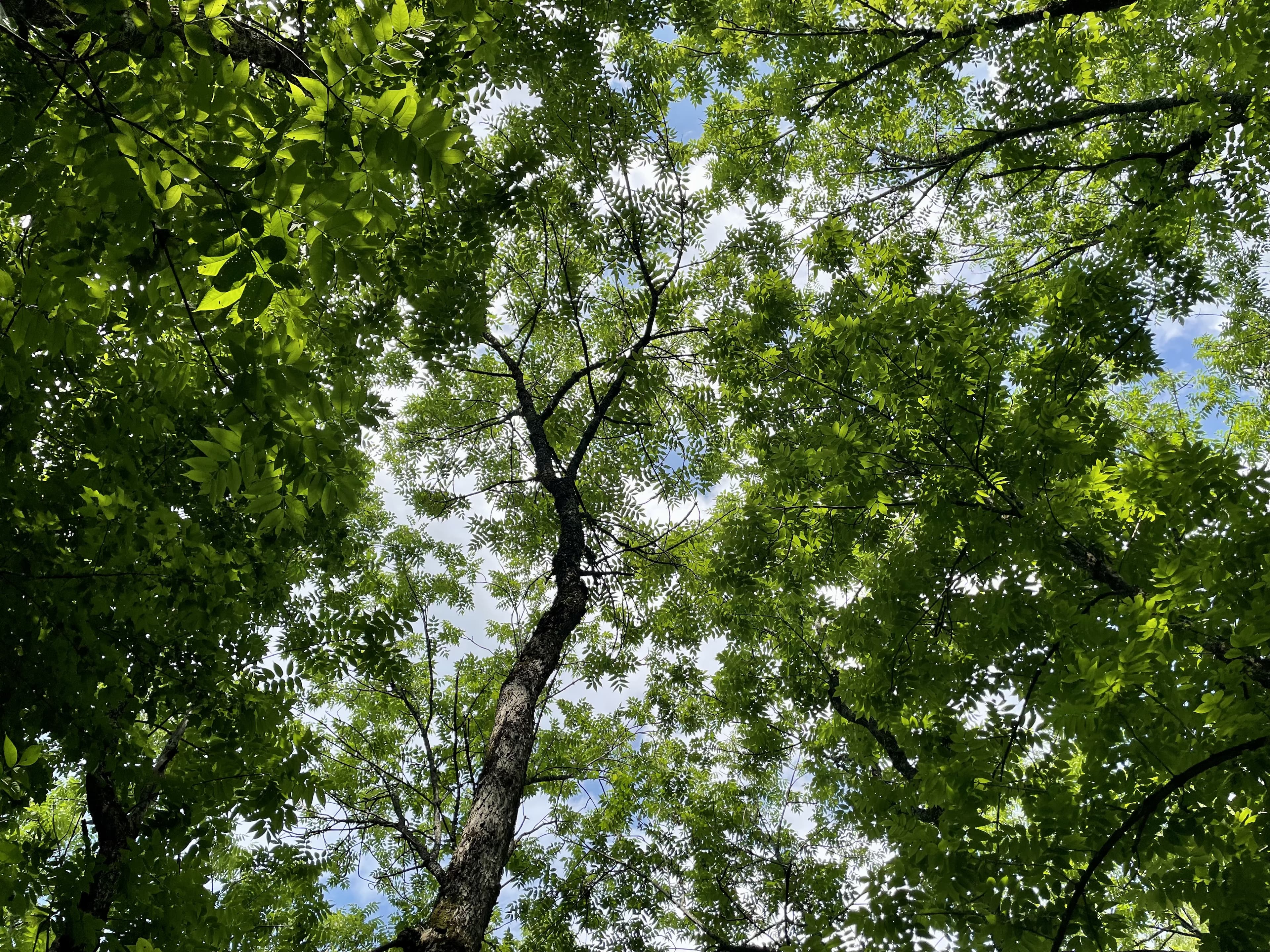 A black ash tree - photo from Nate Siegert, USFS FHP