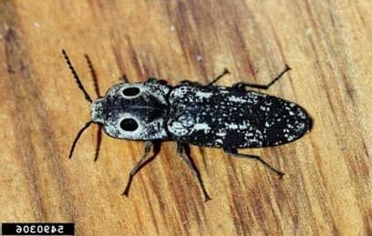 ALB 12 – Eyed click beetle (Alaus oculatus) is a large black beetle with white spots that is sometimes mistaken for ALB. Note the large black eyespots outlined in white and the antennae which are shorter than its body. (photo credit: Whitney Cranshaw, Colorado State University)