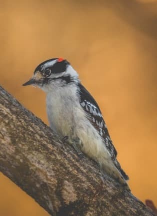 Downy woodpecker (Picoides pubescens)