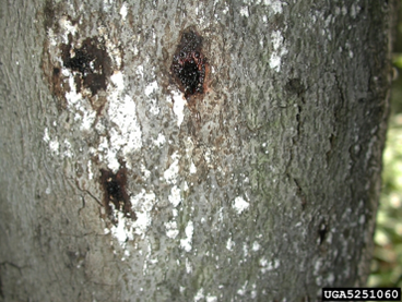 BBD 6 - Brown and sunken bark, indicating the beginning of a canker, on an American beech tree. (photo credit: Joseph O’Brien; USDA Forest Service)