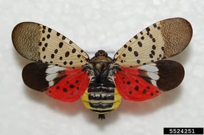 SLF 7 – Adult spotted lanternfly with wings spread (photo credit: Lawrence Barringer; Pennsylvania Department of Agriculture)