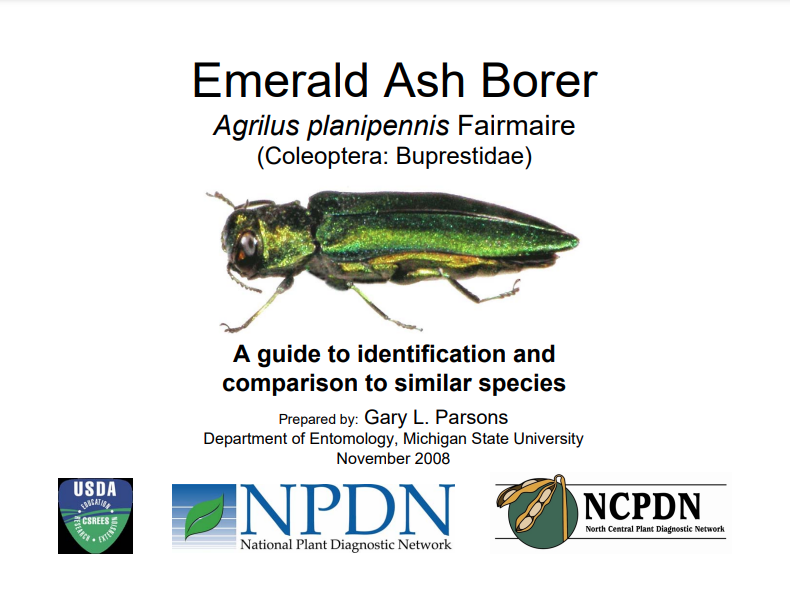 Emerald Ash Borer Identification Guide