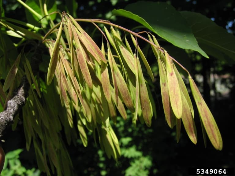 White Ash seeds