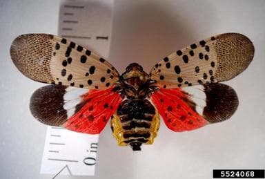 A spotted lanternfly - image from PA Dept. of Agriculture, Bugwood.org