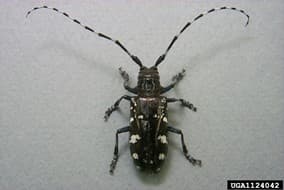 ALB 1 – An adult Asian longhorned beetle (photo credit: Donald Duerr; USDA Forest Service)