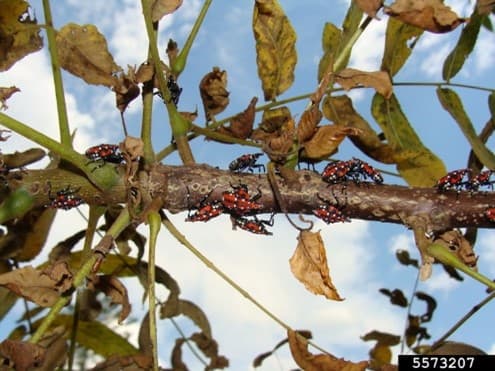 SLF 6 – Adult spotted lanternflies congregating on a tree trunk (photo credit: Richard Gardner; Bugwood.org) 