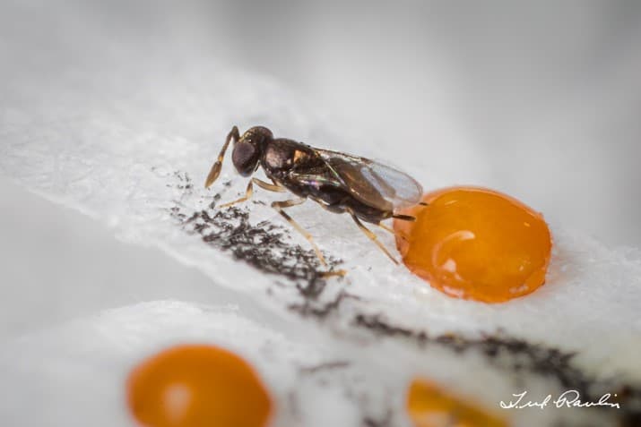 Oobius agrili adult parasitizing an EAB egg (photo: Bill Ravlin).