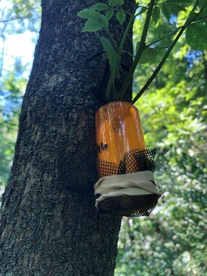 O. agrili release cup attached to an infested ash tree (photo: Caleb J. Wilson).