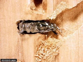 ALB 4 – An emerging adult ALB exposed by stripping the bark from the host tree (photo credit: Michael Bohne, USDA Forest Service)