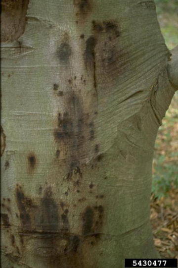 BBD 7 - Large canker on an American beech tree caused by Neonectria. (photo credit: Pennsylvania Department of Conservation and Natural Resources - Forestry; Bugwood.org)