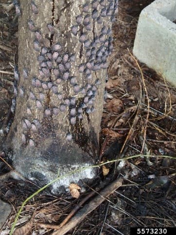 SLF 9 – Honeydew, excreted by feeding adults, covering the trunk of a tree and the area beneath it with black sooty mold growing in it (photo credit: Emelie Swackhamer; Penn State University)