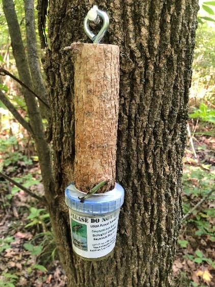 An ash cutting containing parasitized EAB larvae attached to an infested ash tree (photo: Caleb J. Wilson).