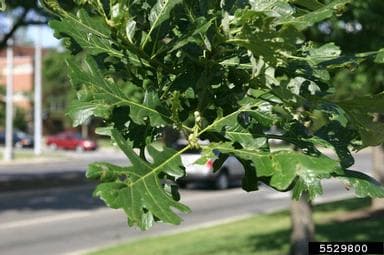 Bur oak leaves