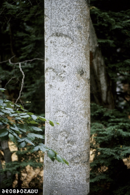 BBD 3 - Tarry spots, an early indicator of a Neonectria infection, on an American beech tree. (photo credit: Joseph O’Brien; USDA Forest Service)