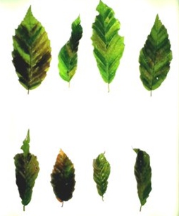 Highly advanced beech leaf disease, showing stunted and leathery symptoms, M. Watson