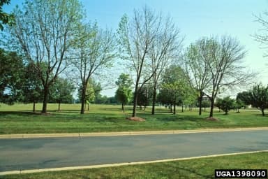 Some trees near a street