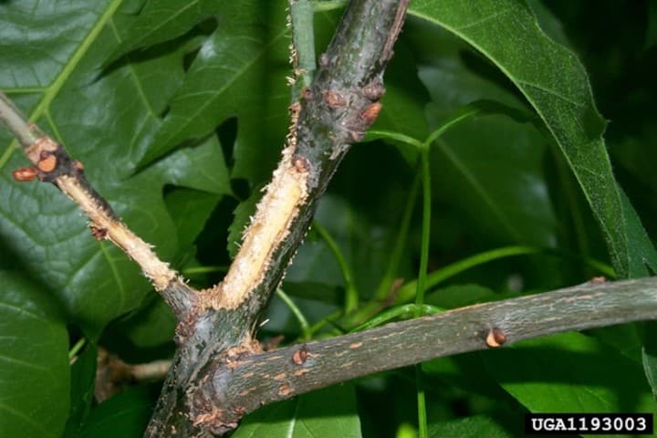 ALB 7 – Adult ALB feeding damage (photo credit: Dean Morewood; Health Canada)