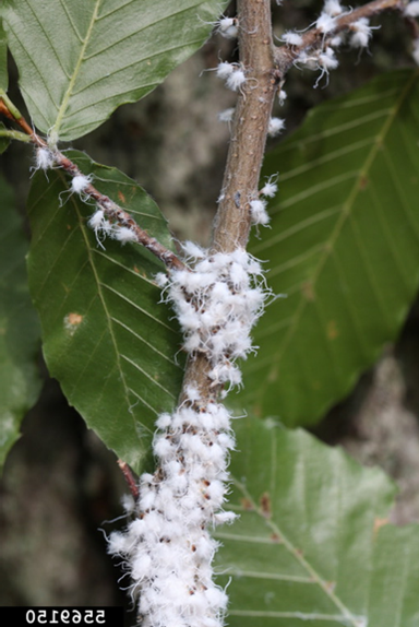 BBD 8 - Beech snap can be the result of patches of dead bark caused by Neonectria. (photo credit: Joseph O’Brien; USDA Forest Service)