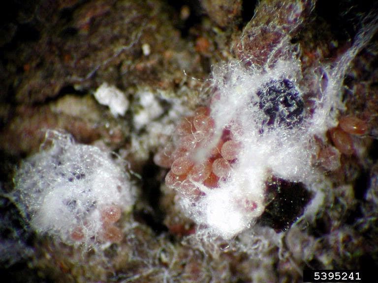 BWA 1 - Adult balsam woolly adelgids on a fir tree (photo credit: Ladd Livingston, Idaho Department of Lands)