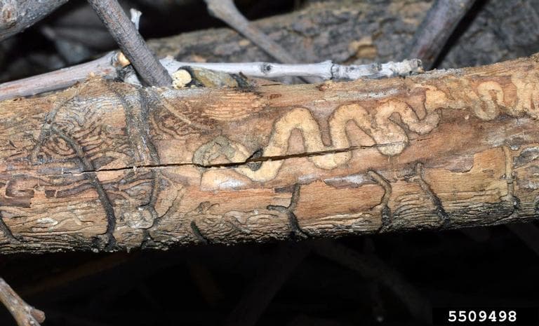 Wood damaged by EAB