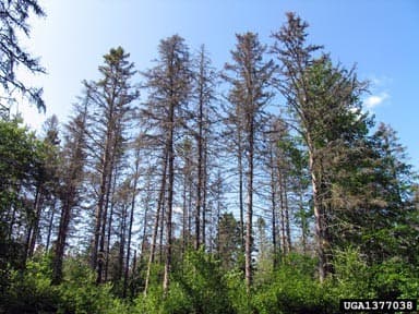 Spruce trees that are dying